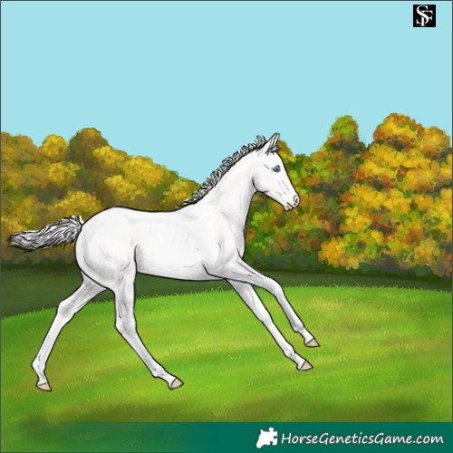 Horse Color:Cremello Tobiano 