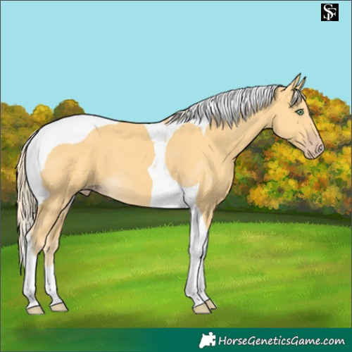 Horse Color:Gold Cream Champagne Tobiano 