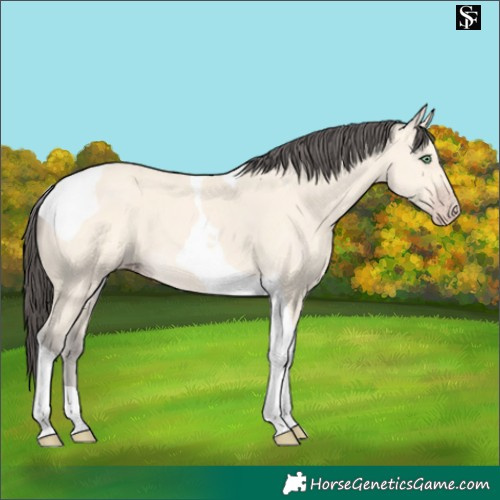 Horse Color:Amber Cream Champagne Tobiano