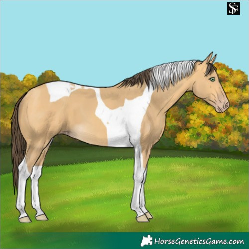 Horse Color:Amber Cream Champagne Tobiano 