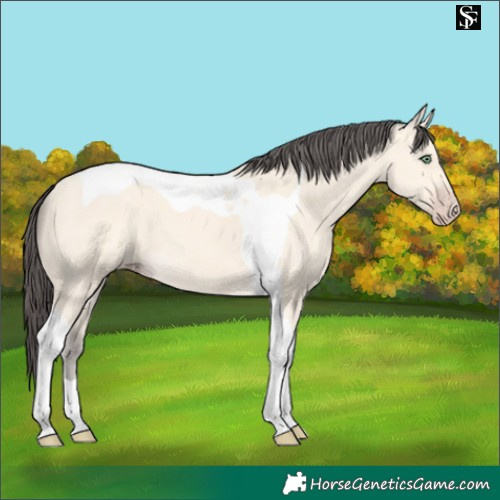 Horse Color:Amber Cream Champagne Tobiano 