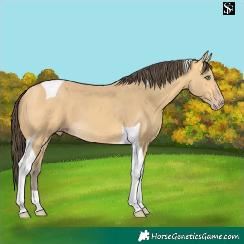 Horse Color:Amber Cream Champagne Tobiano 