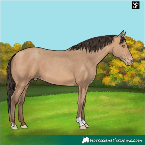 Horse Color:Amber Champagne 