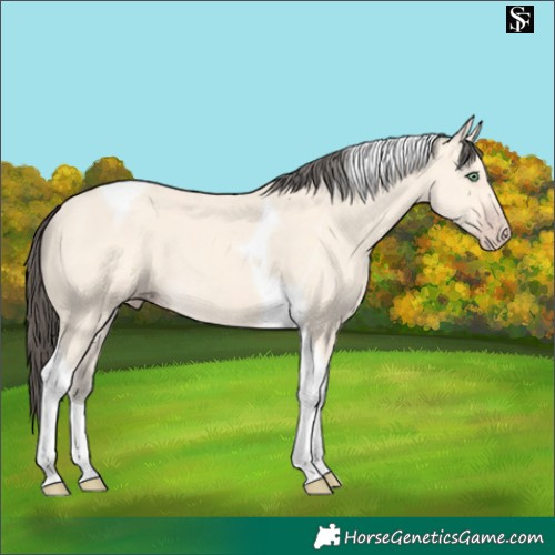 Horse Color:Amber Cream Champagne Tobiano 