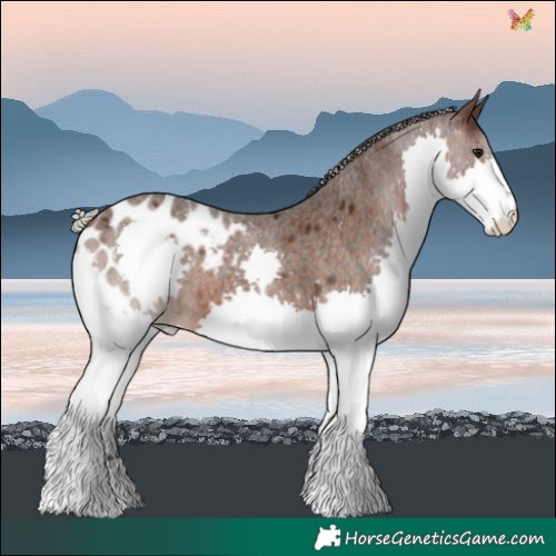 Horse Color:Silver Brown Roan Splash Blanket 