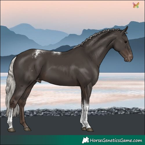 Horse Color:Silver Black Tobiano Varnish 