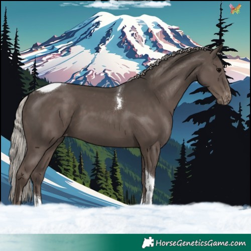 Horse Color:Silver Black Tobiano Varnish 
