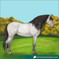 Horse Color:Bay Ice Roan Dun 