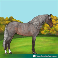 Horse Color:Silver Brown Roan