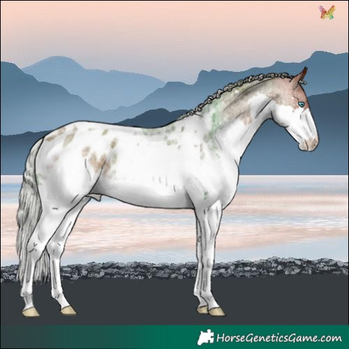 Horse Color:Silver Brown Roan Splash Tobiano Blanket 