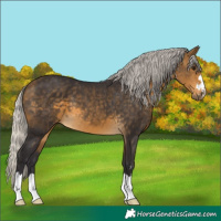 Horse Color:Silver Buckskin 