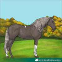 Horse Color:Silver Black Tobiano 