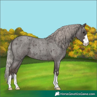Horse Color:Silver Blue Roan 