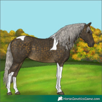 Horse Color:Silver Buckskin Tobiano
