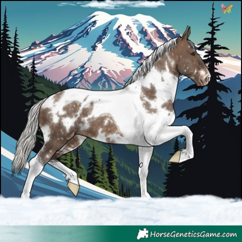 Horse Color:White Spotted Silver Brown Dun Tobiano Snowflake Varnish