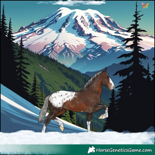 Horse Color:Silver Brown Appaloosa