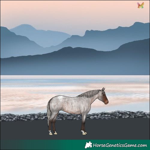 Horse Color:Silver Brown Roan Varnish 