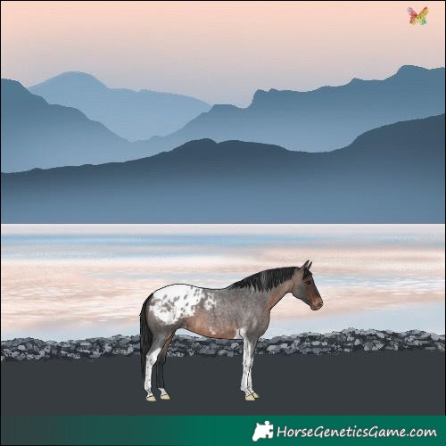Horse Color:Brown Roan Tobiano Blanket 