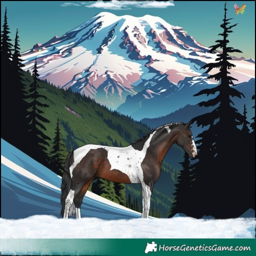 Horse Color:Brown Tobiano