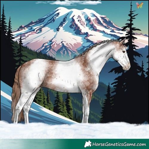 Horse Color:White Spotted Chestnut 
