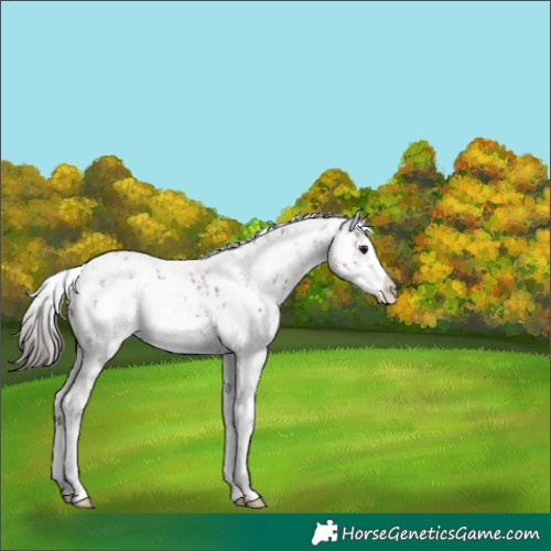 Horse Color:White Spotted Bay Sabino Splash Appaloosa