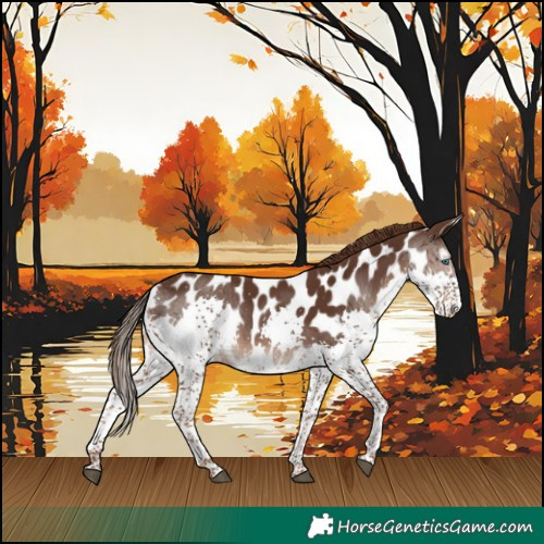 Horse Color:Liver Chestnut Splash Appaloosa