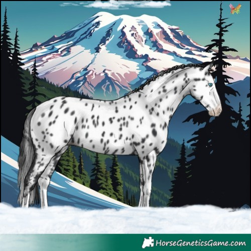 Horse Color:Black Splash Appaloosa