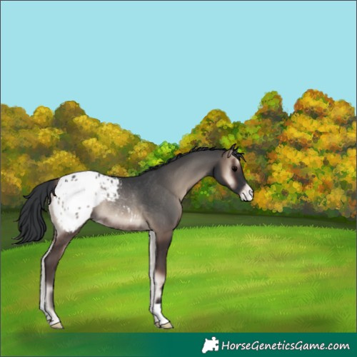 Horse Color:Blue Onyx Appaloosa Rabicano 