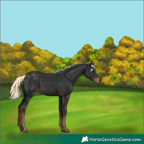 Horse Color:Gray Liver Chestnut Mushroom