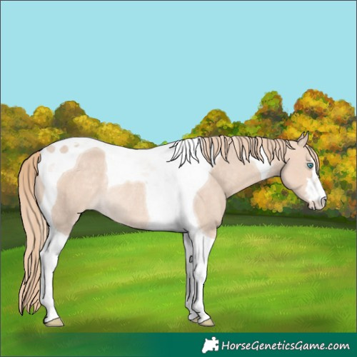Horse Color:Perlino Tobiano Appaloosa Rabicano