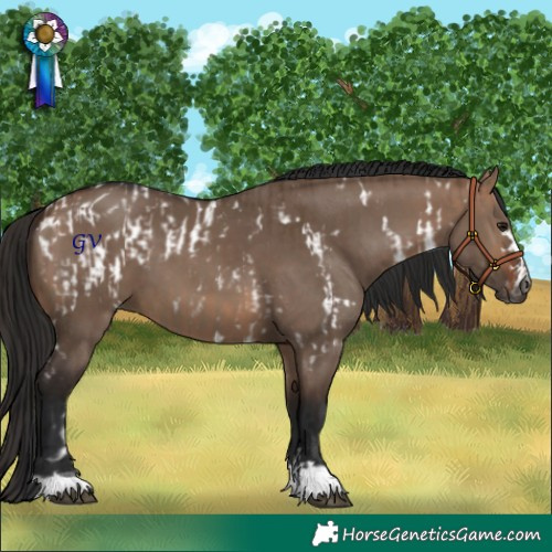 Horse Color:Gray White Spotted Bay Dun Appaloosa  and Bay Dun 