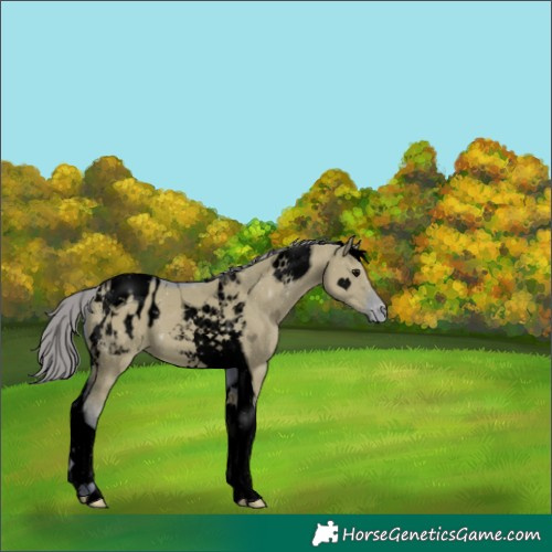 Horse Color:Void Watercolor Grullo Tobiano Appaloosa