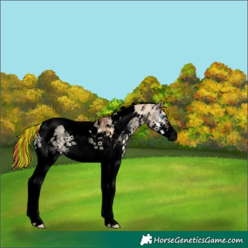 Horse Color:Void Painted Red Dun Onyx Sabino Splash Tobiano 