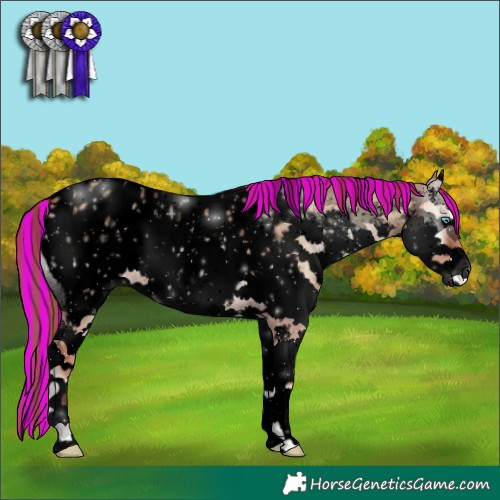 Horse Color:Void Painted Red Dun Onyx Sabino Splash Appaloosa
