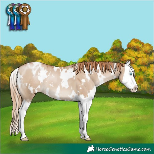 Horse Color:White Spotted Grullo Pearl Splash Blanket 