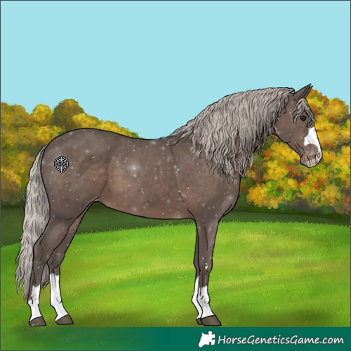 Horse Color:Silver Black Appaloosa 