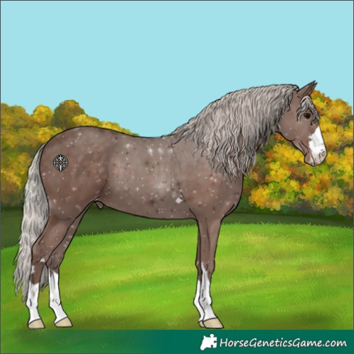 Horse Color:Silver Black Appaloosa 