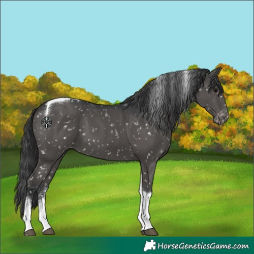 Horse Color:Black Sabino Tobiano Appaloosa 
