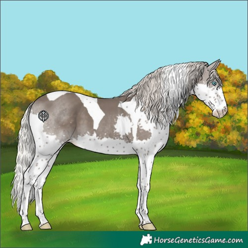 Horse Color:Silver Black Splash Tobiano Appaloosa