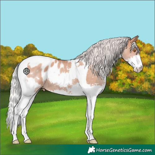 Horse Color:Silver Classic Champagne Splash Tobiano Appaloosa