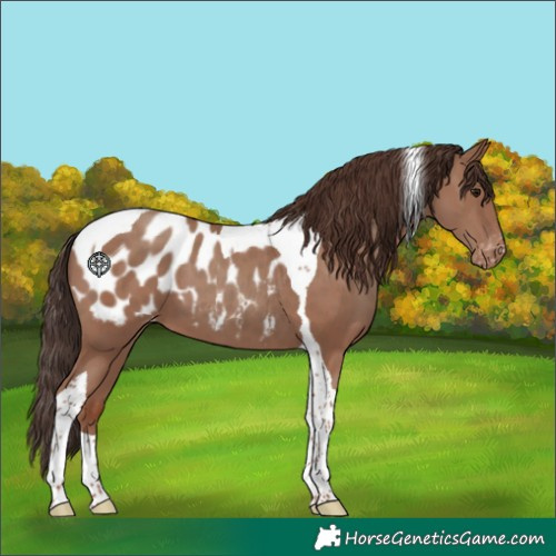 Horse Color:Classic Champagne Tobiano Blanket
