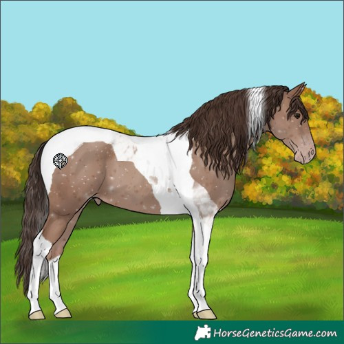 Horse Color:Classic Champagne Tobiano