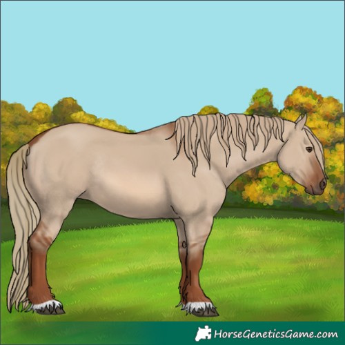 Horse Color:Red Dun Rabicano 