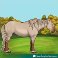 Horse Color:Red Dun Rabicano