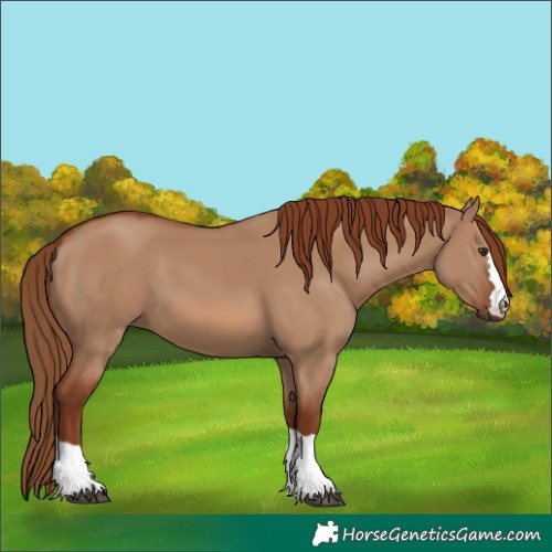 Horse Color:Red Dun
