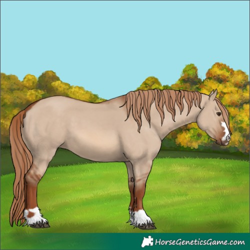 Horse Color:Red Dun 