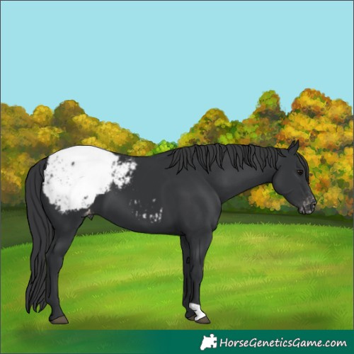 Horse Color:Black Appaloosa
