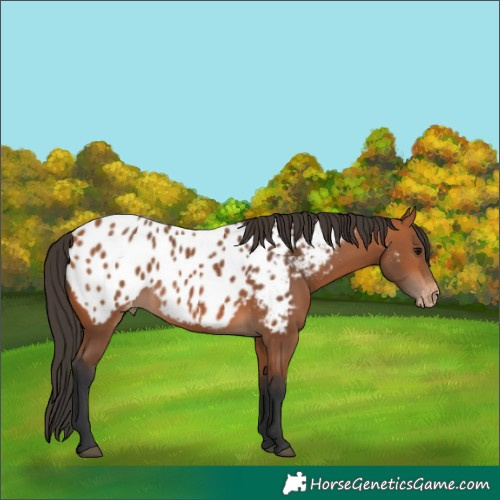 Horse Color:Bay Appaloosa