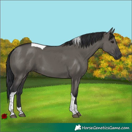 Horse Color:Grullo Tobiano
