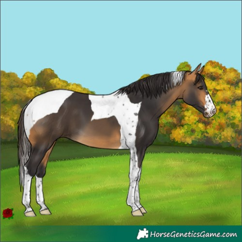 Horse Color:Buckskin Tobiano 